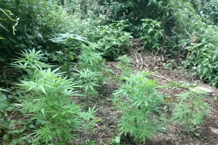 Pakar Hukum Pesimis Ganja Dilegalkan Untuk Medis di Indonesia