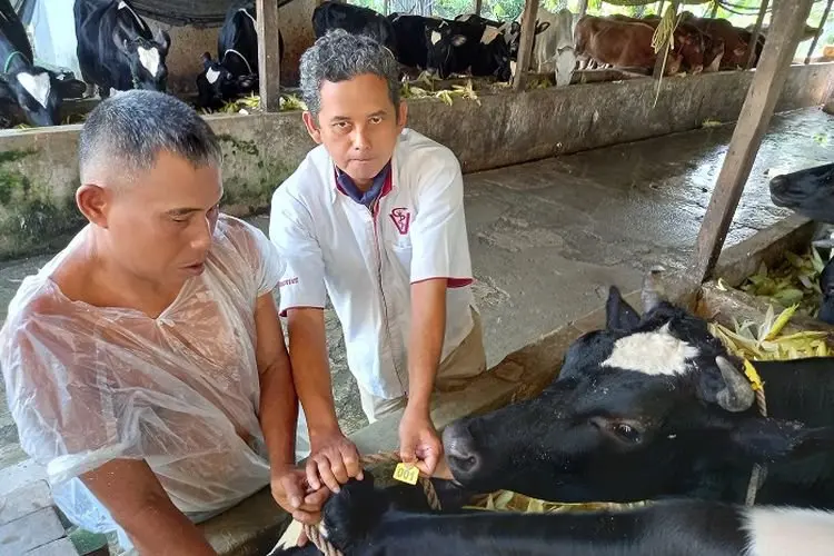 Penyebaran Wabah PMK, Ubah Prosedur Pengecekan Kesehatan Hewan Qurban di Kabupaten Bogor