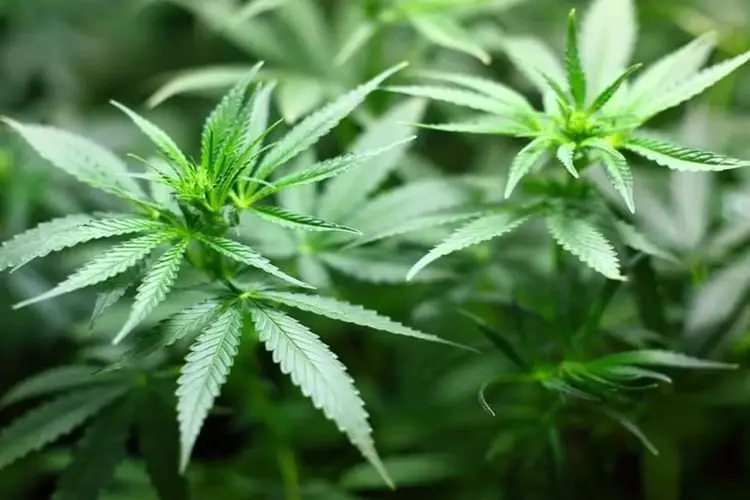 DPR RI Minta Wacana Legalisasi Ganja untuk Medis Harus Disertai Kajian Matang