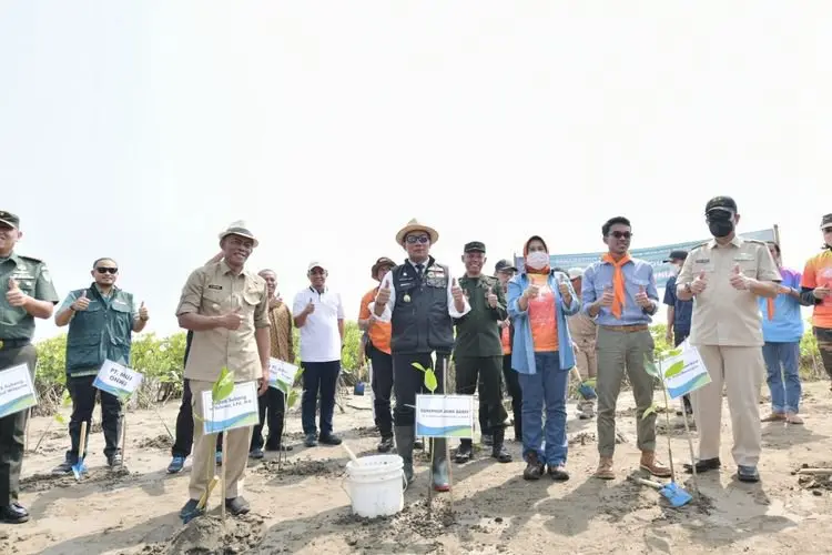 Ridwan Kamil Gencarkan Penanaman Jutaan Bibit Mangrove di Pesisir Utara