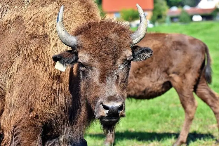 Seorang Wanita Alami Luka Usai Diserang Bison di Taman Nasional Yellowstone
