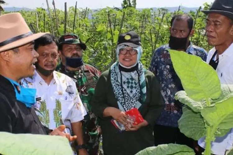Cuaca Tak Menentu Akibatkan Belasan Hektare Lahan Tembakau di KBB Terancam Gagal Panen