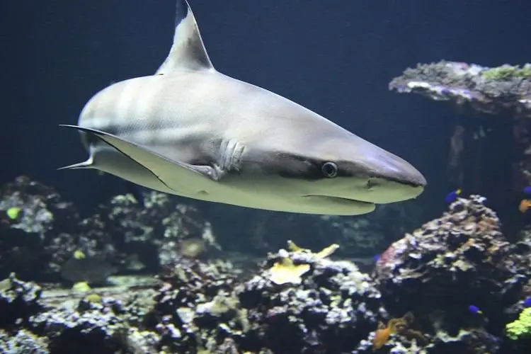 Turis Asal Austria Tewas Usai Diserang Hiu di Laut Merah