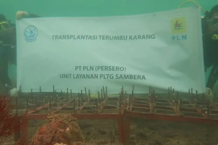 Lestarikan Alam untuk Kehidupan, PLN Selamatkan Ekosistem Bawah Laut di 17 Provinsi