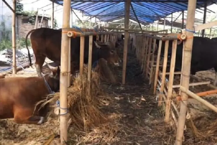 Â   Dihantam PMK, Penjualan Hewan Qurban Menurun