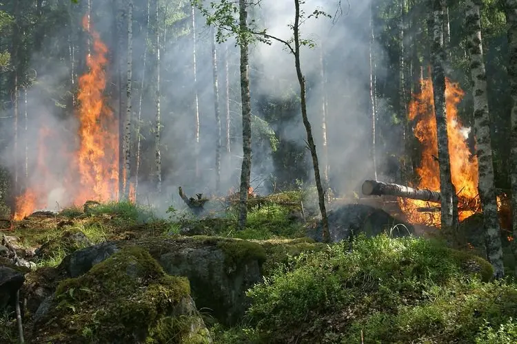 Catat! Ini 19 Wilayah di NTT yang Rawan Terjadi Kebakaran Hutan dan Lahan