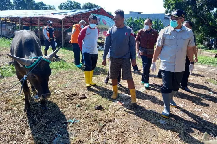 Pastikan Hewan Qurban Sehat dan Layak, Kabupaten Bogor Terjunkan'250 Orang Surveillance PMK  Â 