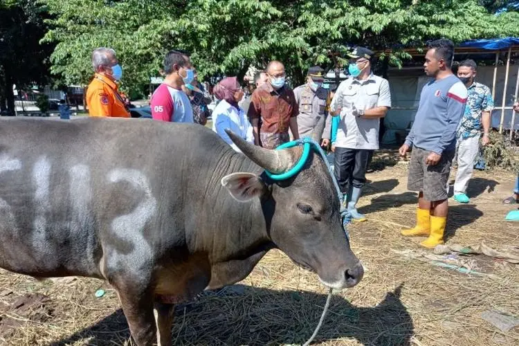 Sidak Kesehatan Hewan Kurban di Para Penjual, Ini Harapan Plt Bupati Bogor Iwan Setiawan