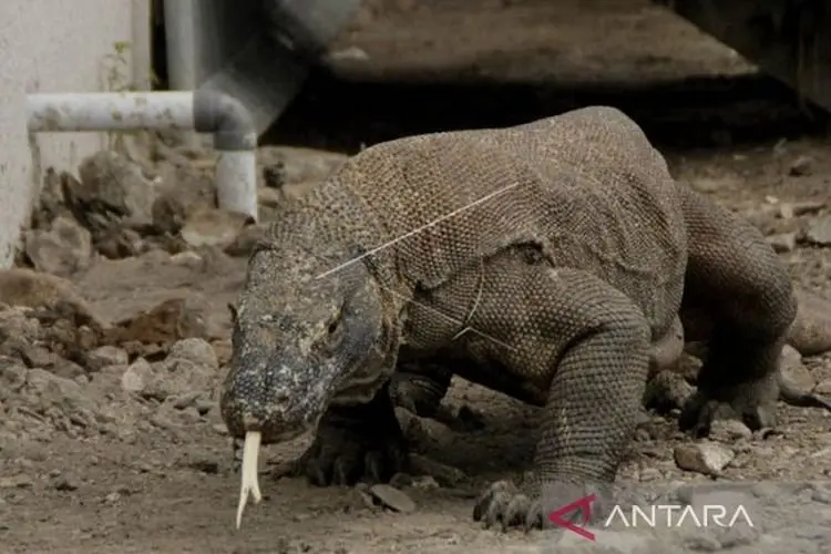 13 Organisasi Pariwisata di Labuan Bajo Tolak Kenaikan Harga Tiket Masuk Pulau Komodo