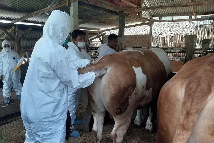 Sapi Hewan Kurban Jokowi Bernama Afgan, Warga KBB Bangga Bukan Main