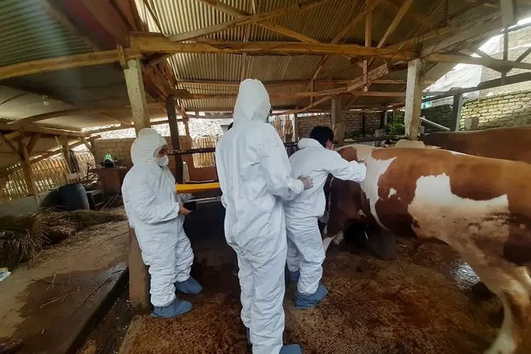 Terpilih Jadi Hewan Kurban Presiden Jokowi,  Sapi 'Afgan' Siap Diangkut dari Lembang