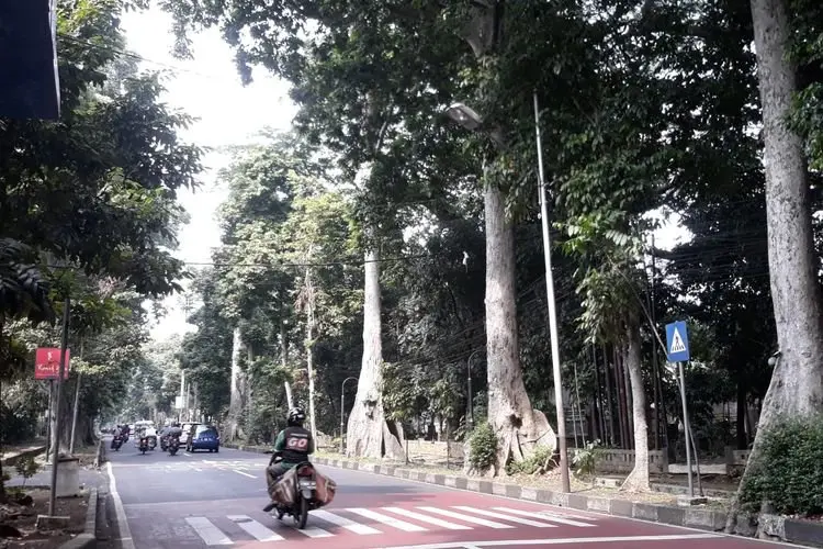 Disperumkim Gencarkan Pemeliharaan Pohon di Jalan Protokol Kota Bogor