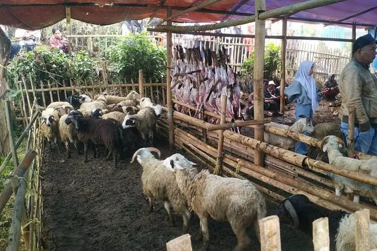 Luar Biasa, Warga Kampung Babakan Falah Berkurban 850 Ekor Domba