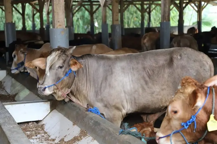 Periksa Hewan Kurban, Petugas Temukan Cacing Hati Pada 219 Ekor Sapi
