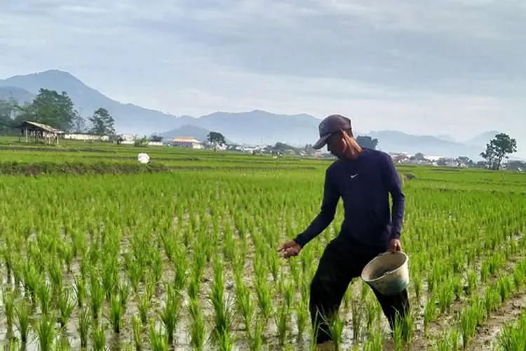 Dilema Petani di Kabupaten Bandung: Pupuk Sulit dan Mahal, Tenaga Kerja pun Semakin Langka