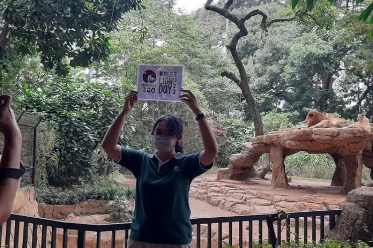 Wold Lion Day 2022, Bandung Zoo Berikan Hadiah Kelapa Berisi Daging