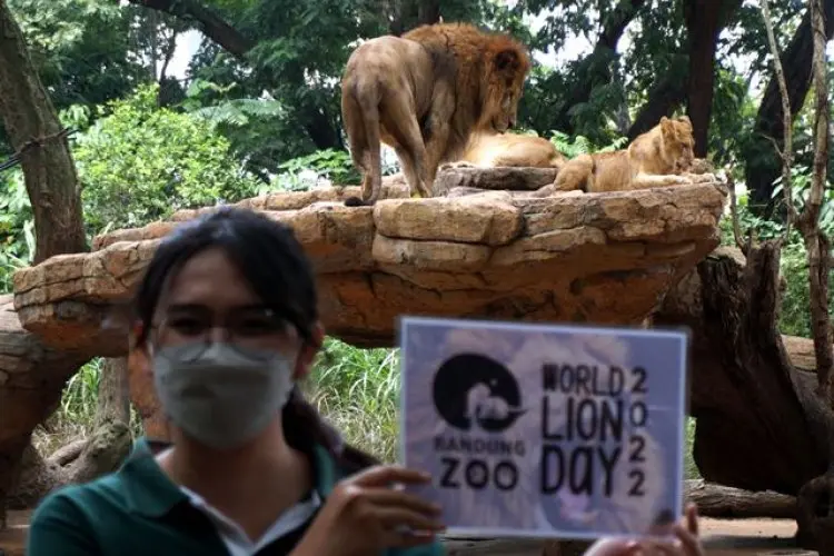 FOTO: Peringatan Hari Singa Sedunia 2022