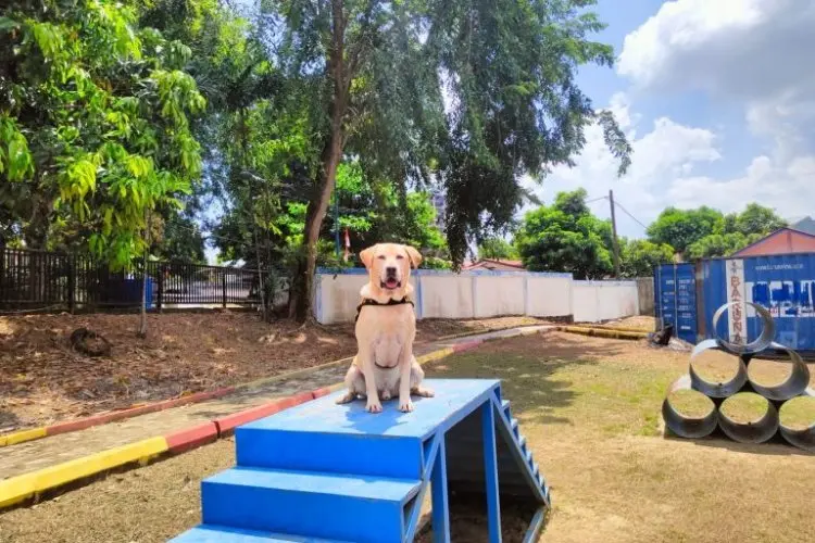 Luigi, Anjing Pelacak Bea Cukai Batam Berhasil Endus Ratusan Gram Paket Sabu