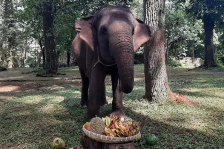 Hari Gajah Sedunia, Bandung Zoo Beri Tumpeng Buah