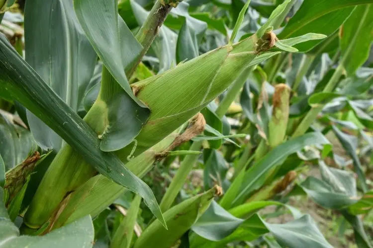 Produksi Jagung Januari-September 2026 DIproyeksikan BPS Turun 1,07 Persen