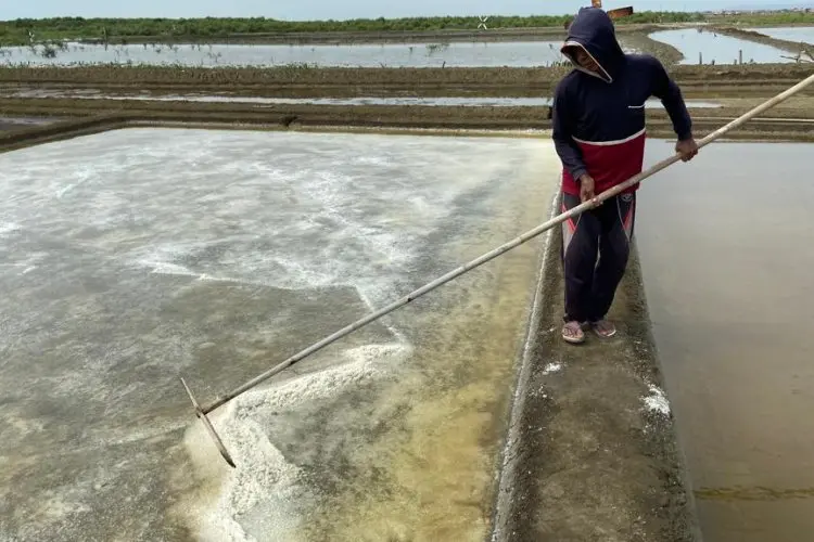 Ratusan Hektare Lahan Garam Terendam Rob, Petani Cirebon Tagih Janji Moeldoko