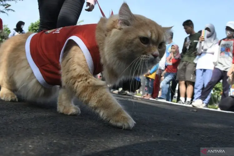 Kucing Gemuk Terkesan Lucu, Waspada Da Risiko Kesehatan Dibalik Itu