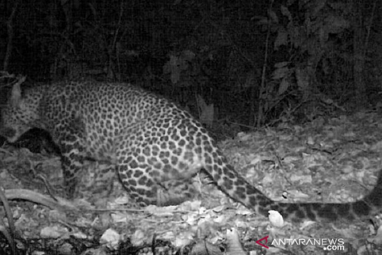 Penampakan Macan Tutul Jawa Terekam Kamera, Dedi Mulyadi: Penjaga Sangga Buana Terjawab Sudah