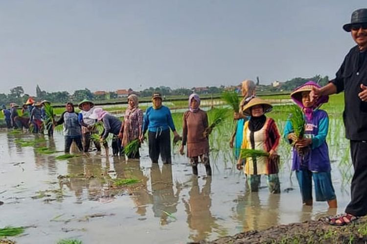 Petani di Kabupaten Cirebon Merugi, Tanaman Diserang Banjir dan Hama