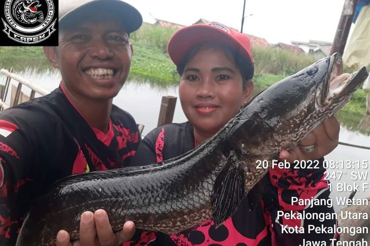 Cerita Haru Pak Tino dan Istri di Pekalongan, Pasutri yang Tiap Hari Bagikan Ikan Gratis untuk Orang Sakit