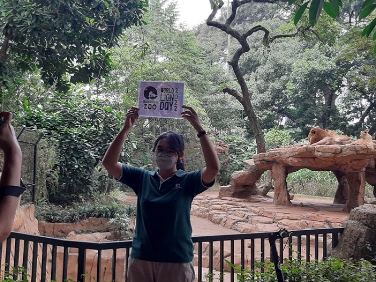 Wold Lion Day 2022, Bandung Zoo Berikan Hadiah Kelapa Berisi Daging