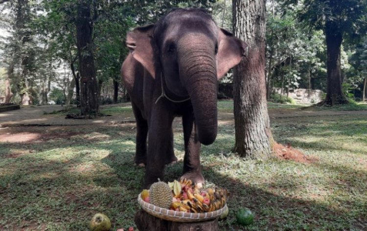Hari Gajah Sedunia, Bandung Zoo Beri Tumpeng Buah