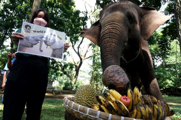 FOTO: Peringatan Hari Gajah Sedunia 2022 di Bandung Zoo