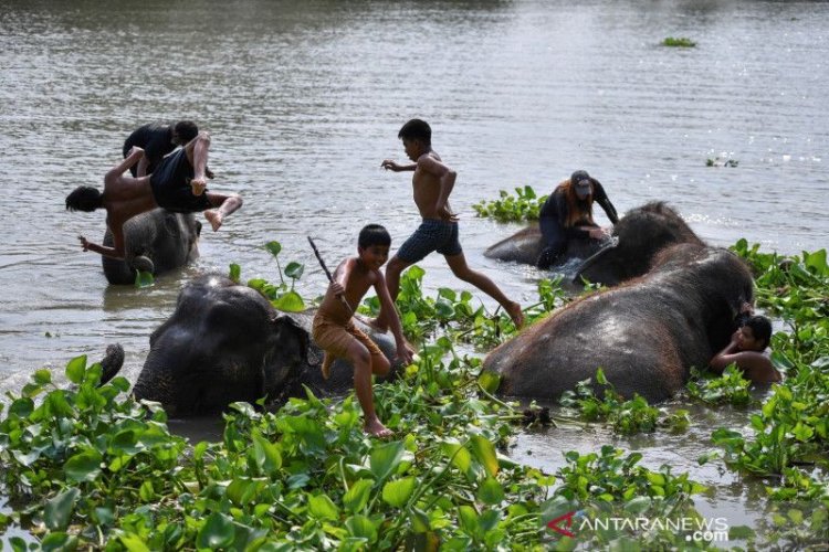 Habitat Gajah di Asia Menyusut 67.000 Kilometer Persegi