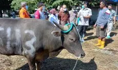 Kabar Baik! Pandemi PMK di Bogor Nol Kasus, Pemerintah Berikan Bantuan Rp1,95 Miliar untuk Peternak