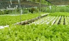 Dampak Kenaikan Harga BBM, Petani di Lembang Khawatir Terjadi Kenaikan Barang Ini