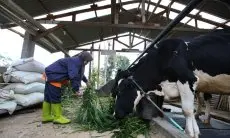 Terdampak PMK, Produksi Susu Sapi di Jabar Menurun