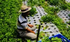 Pupuk Subsidi Dicabut, Petani Holtikultura di Lembang Menjerit