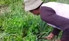 Kecewa Harga Anjlok, Petani Sayuran di Rancabali Kabupaten Bandung Merusak Kebun Siap Panen