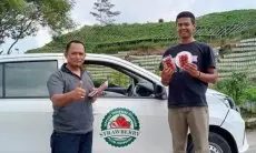 Pemodal Besar Dituding Petani Bikin Harga Stroberi di Rancabali Hancur-hancuran