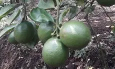 Kesulitan Jual Hasil Kebunnya, Petani Jeruk Lemon California di Lembang Meradang