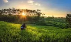 Garut Genjot Produksi Pangan: Target Tambah Lahan Jagung dan Padi 371 Hektare di Tahun 2025