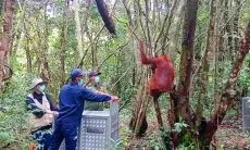 Sepanjang 2022, BKSDA SKW Sudah Melepasliarkan 11 Orangutan