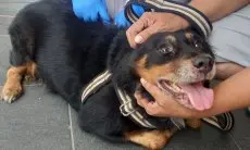 Perangi Penyakit Rabies, Ini Langkah Diskanak Bogor