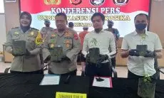 Duda Kesepian Malah Menanam Ganja, Akhirnya Diringkus Polres Bogor