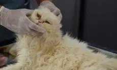Puluhan Kasus Hampir Setahun, Kasus Rabies di Garut Tinggi