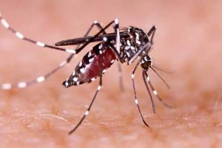 Kasus DBD di Jabar Meningkat, Kota Bandung Tertinggi 