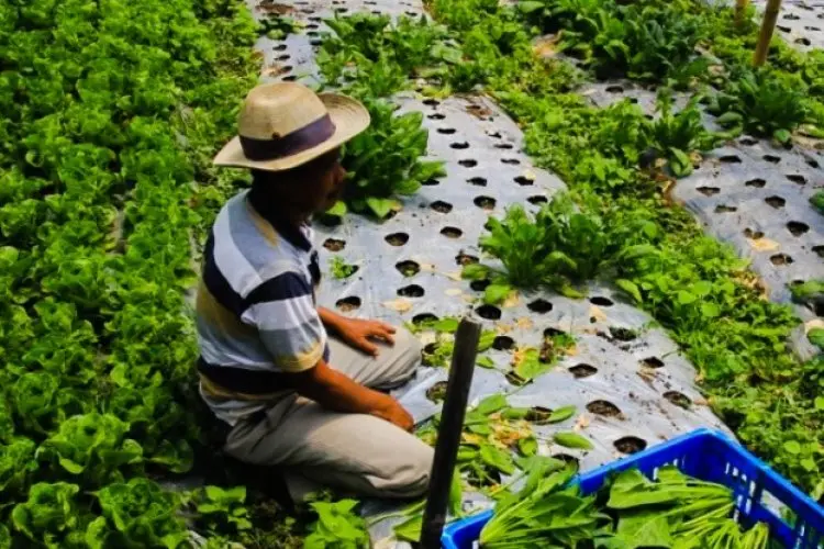 Pupuk Subsidi Dicabut, Petani Holtikultura di Lembang Menjerit