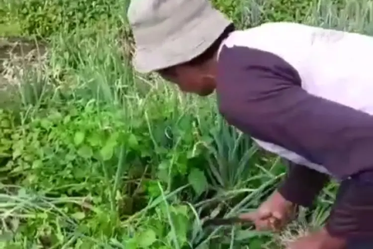 Tertangkap Video... Petani Sayuran di Rancabali Kabupaten Bandung Merusak Kebun Siap Panen