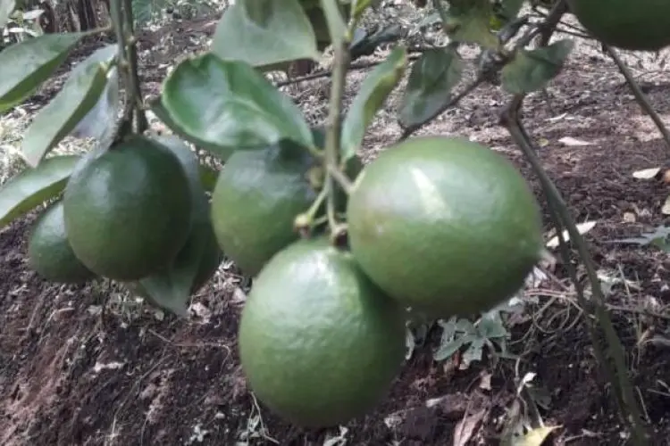 Kesulitan Jual Hasil Kebunnya, Petani Jeruk Lemon California di Lembang Meradang