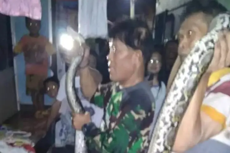 Bravo! Damkar Kota Bogor Evakuasi Ular Sanca 6 Meter di Saluran Air Pemukiman Warga Sukasari 